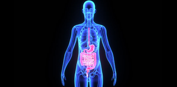 Body Systems Quiz: Could You Identify? - ProProfs Quiz